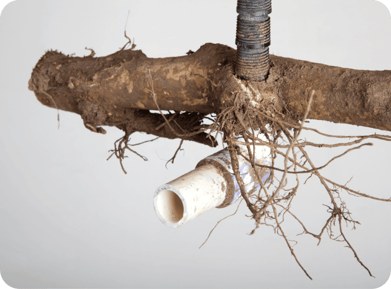 Invasive Root Removal